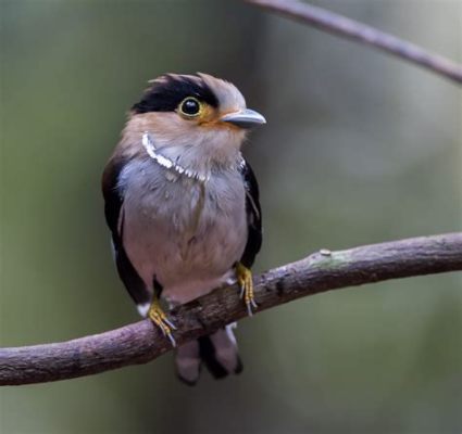 題目：西雙版納都有什麼鳥